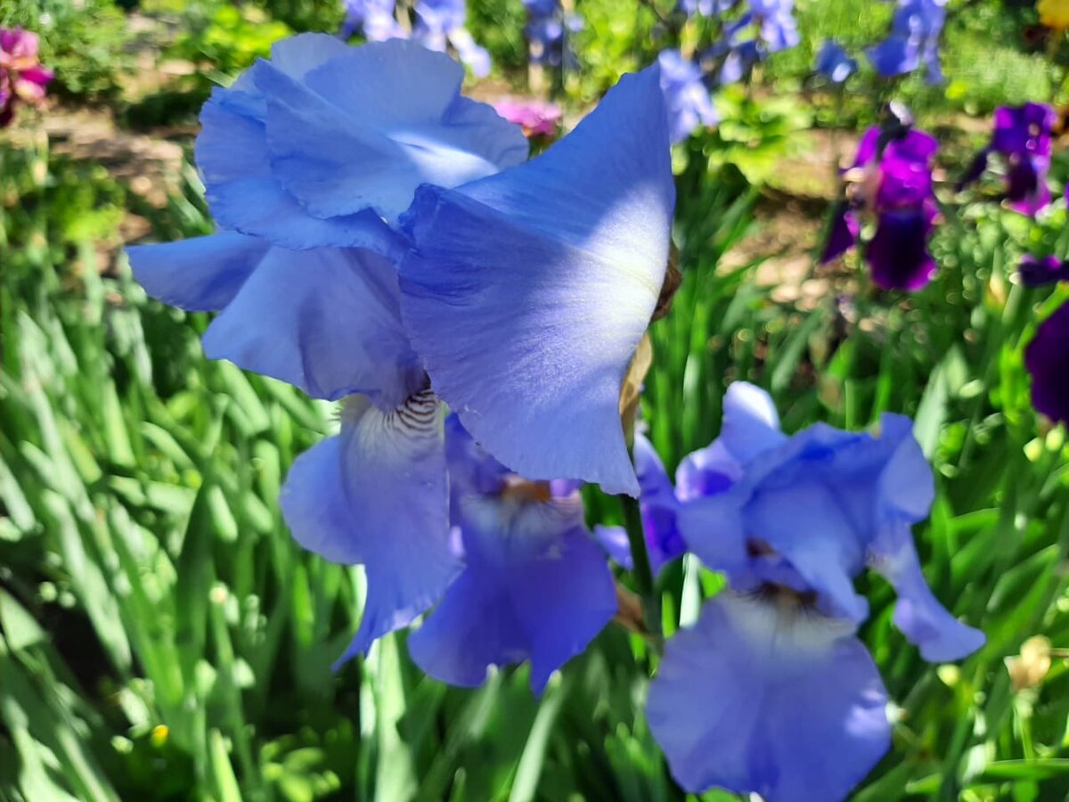 Они обе любили цветы