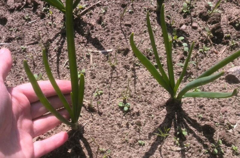 Лук хорошо растет.