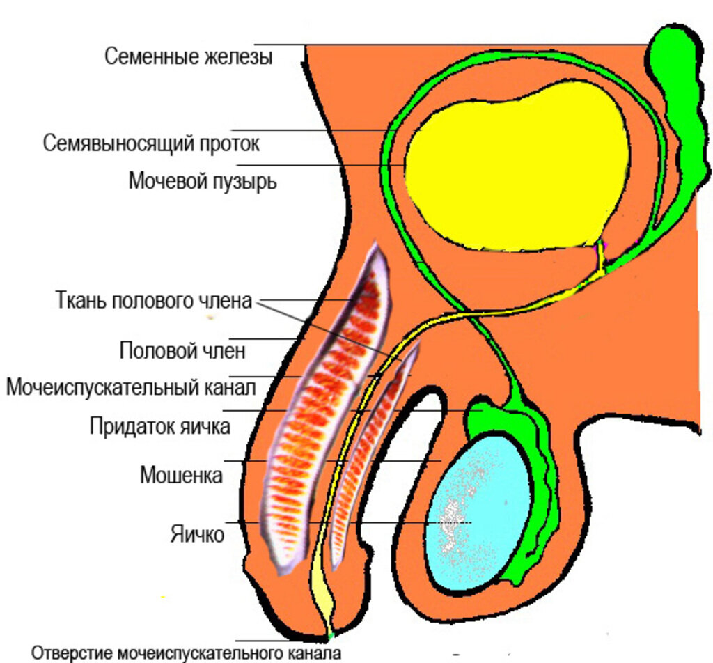 Схема мужской половой. Анатомия члена. Строение члена анатомия. Строение пениса анатомия. Строение мужского полового органа анатомия.