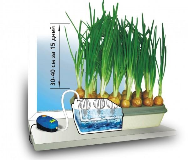 Как вырастить лук на подоконнике