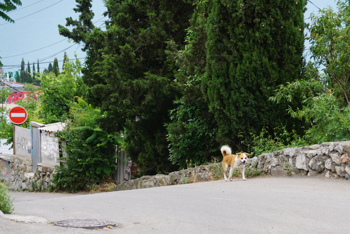 Спуск в Гурзуф с трассы.фото автора.смотрите другие фото по стрелке вправо.