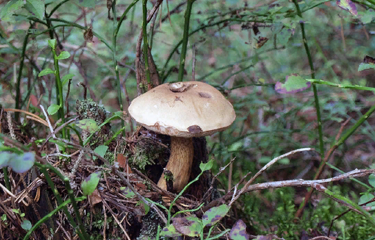 Желчный гриб http://грибоведы.рф/mushrooms/nes-edobnye/trubchatye/91-tylopilus-felleus