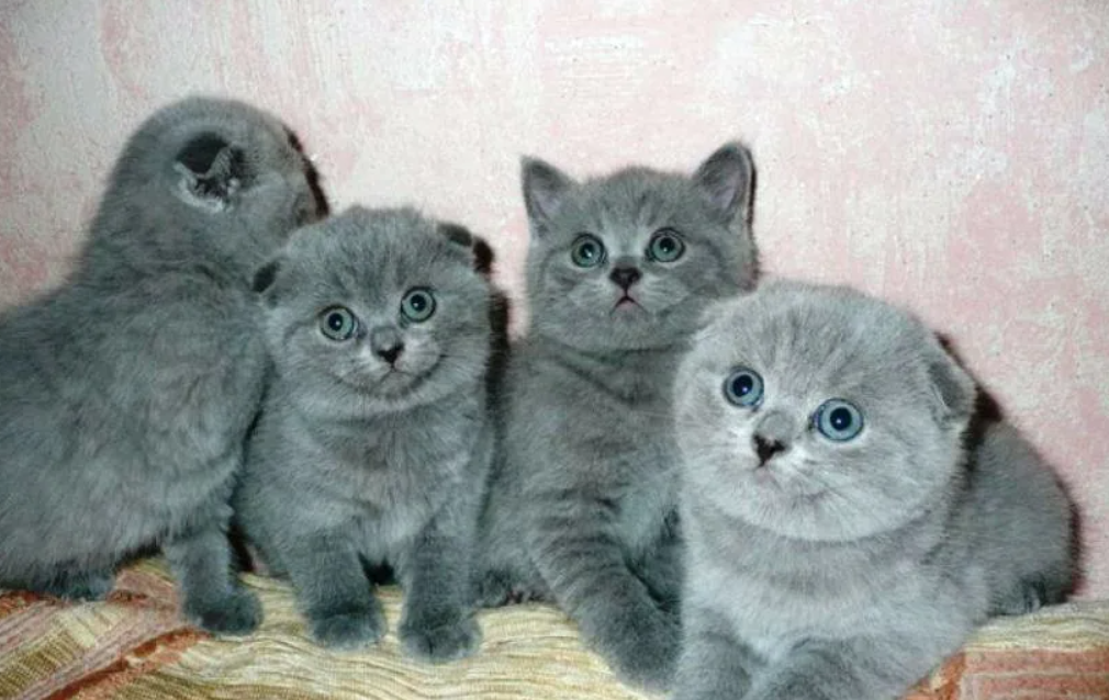Котенка британца вислоухого недорого 57 фото - ZooClever.ru