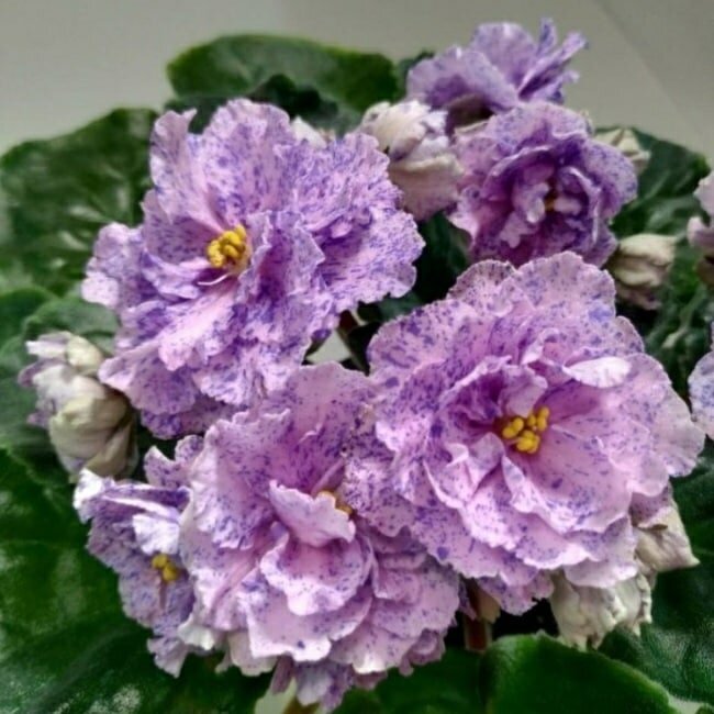 РС Щедрый май 