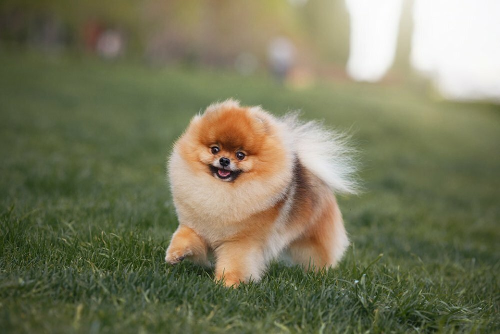 Настоящий померанский шпиц продаётся по цене от 60000 рублей