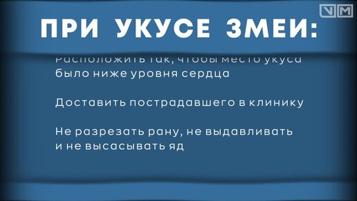 Укус змеи. Что делать