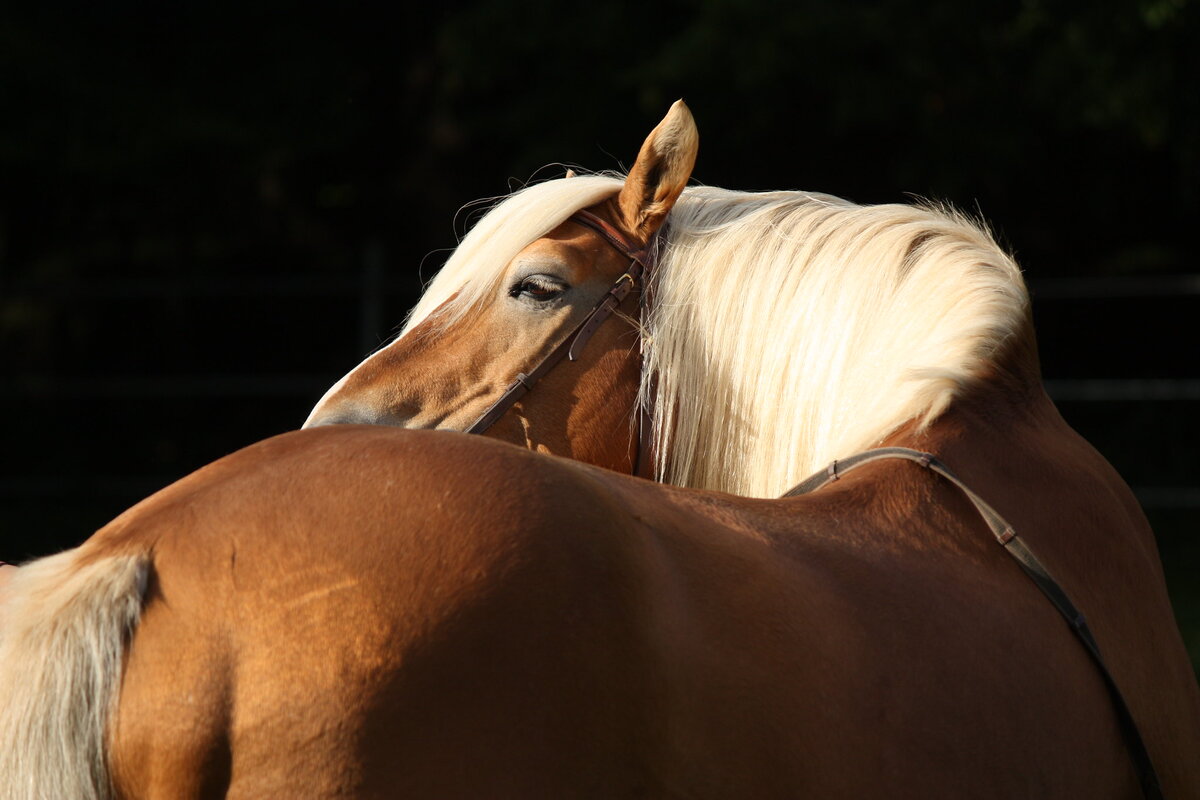 На конюшне ты либо становишься ответственным, либо перестаёшь туда ходить. Потому что безответственность подвергает опасности лошадь, и никакой уважающий себя хозяин не станет терпеть такое поведение.