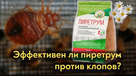 Уничтожит ли клопов ПИРЕТРУМ?