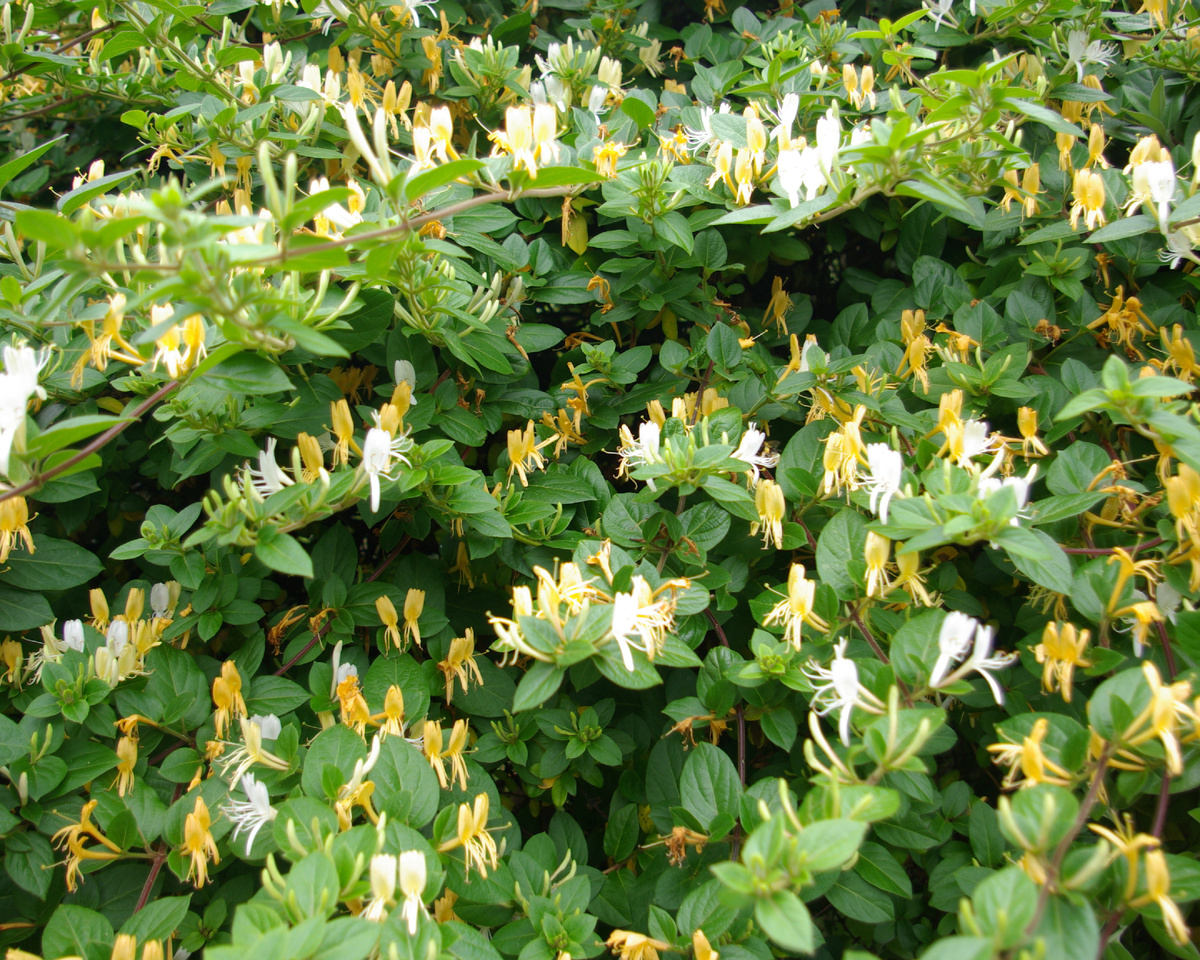 Жимолость японская