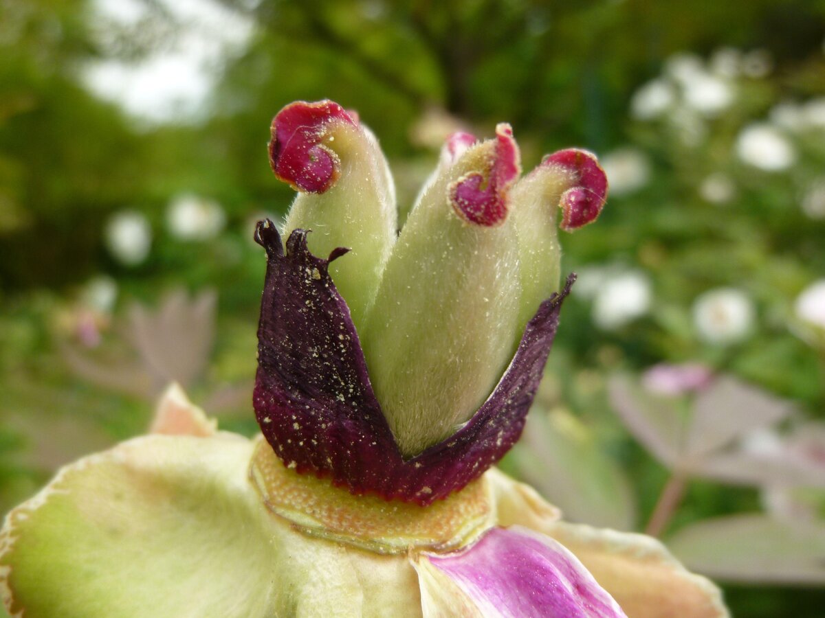    Летом после цветения важно обрезать соцветия, но этого недостаточноwww.pixabay.com