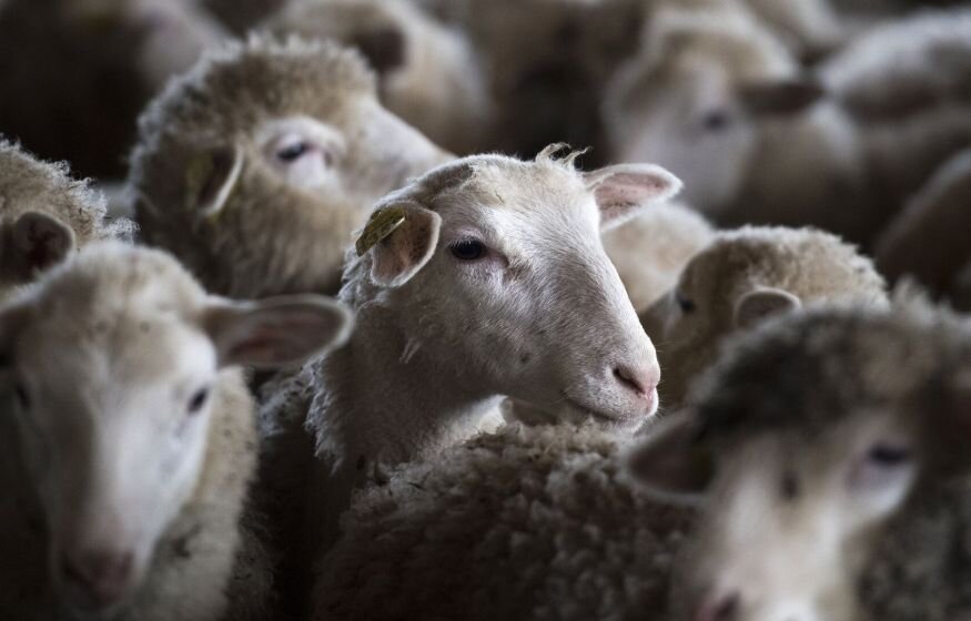    В Туве пообещали выдавать за одного мобилизованного по живому барану