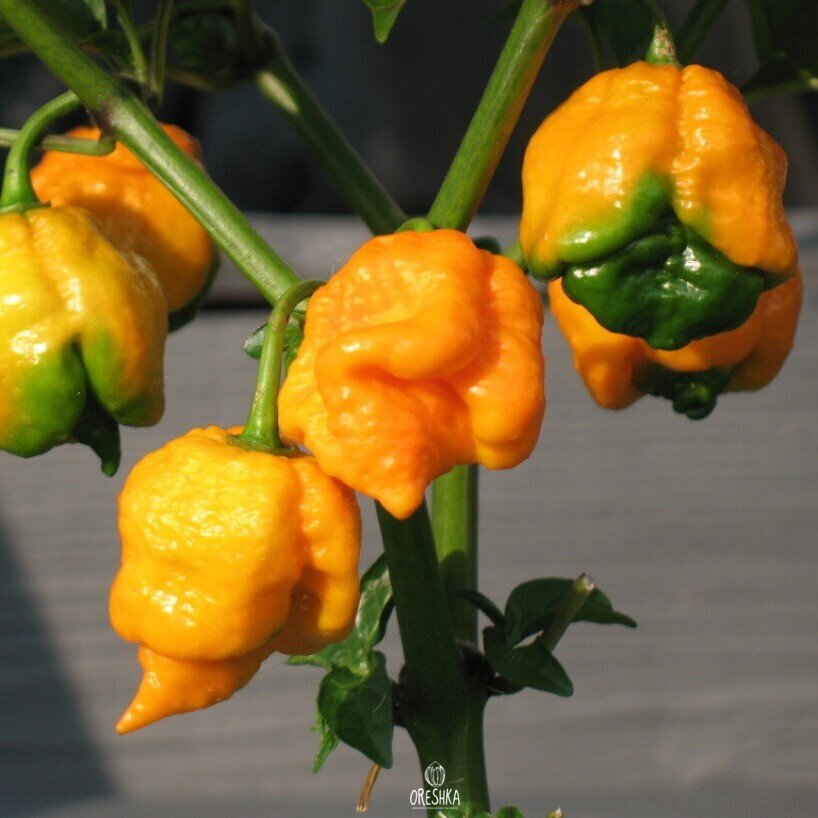 Фото из открытого источника 