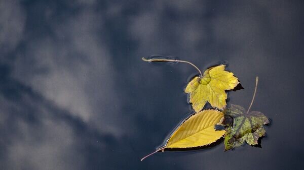   © Photo : Pixabay / Narcis Ciocan