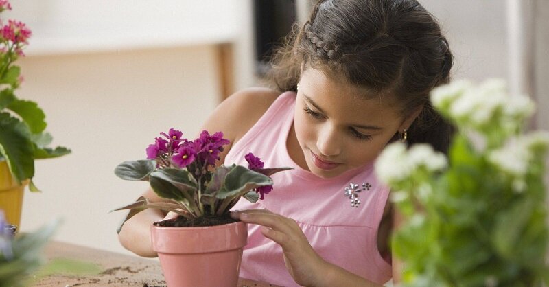 Роль фиалки в семейных отношениях