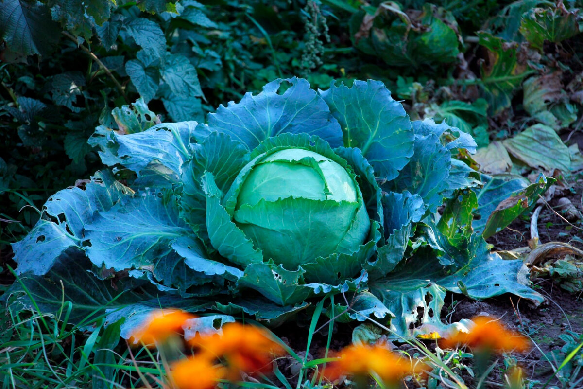 Вы знали, как правильно поливать капусту в огороде и теплице?