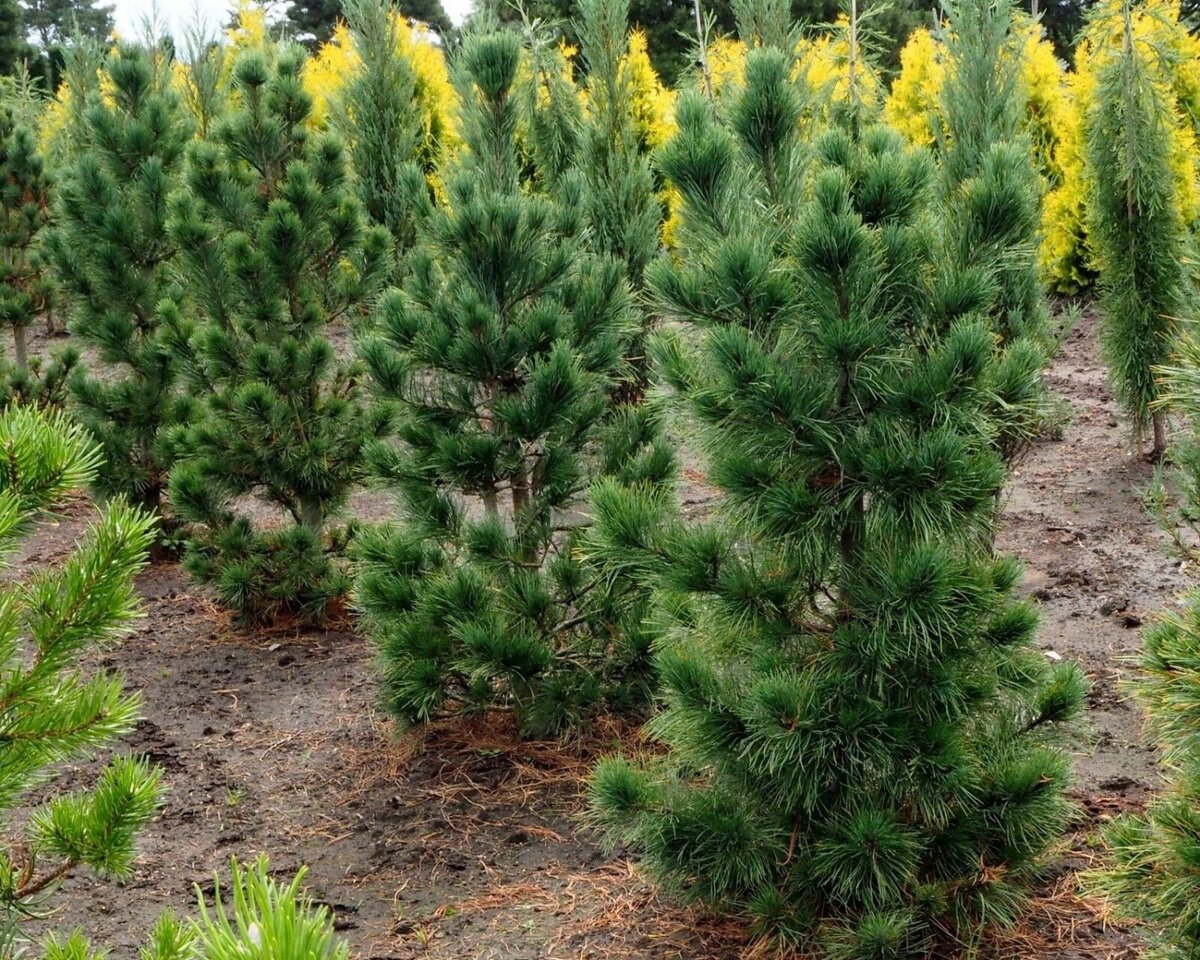 Сосна Компакта Глаука