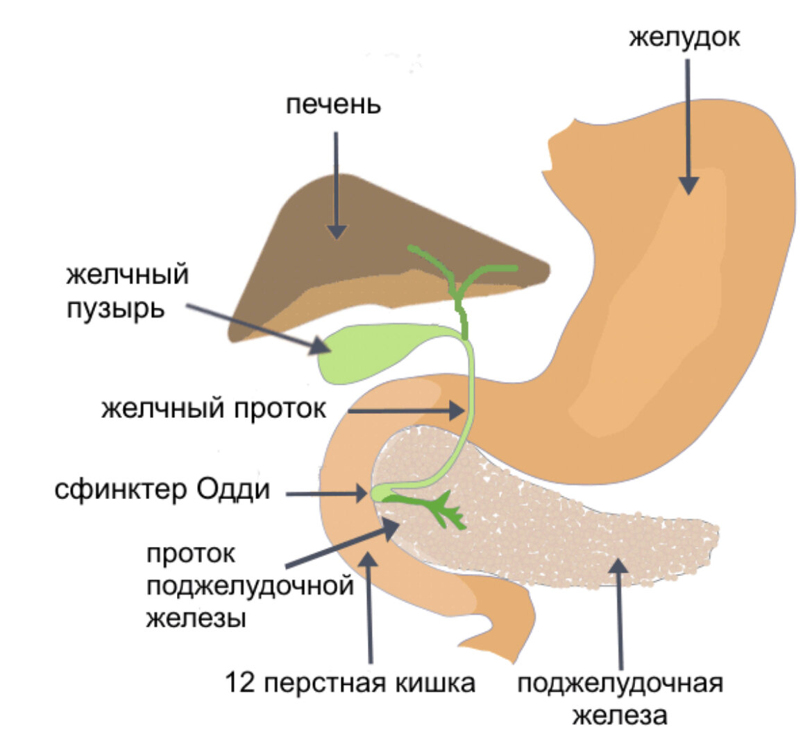 стол при болезни печени и желчного пузыря