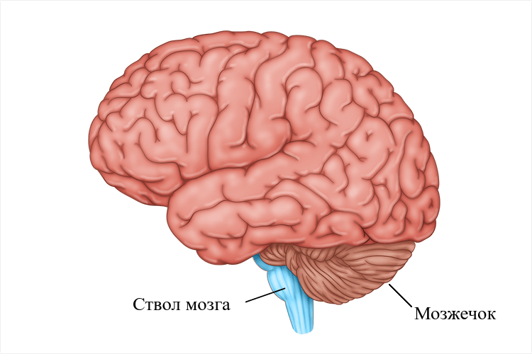 Ствол мозга и мозжечок