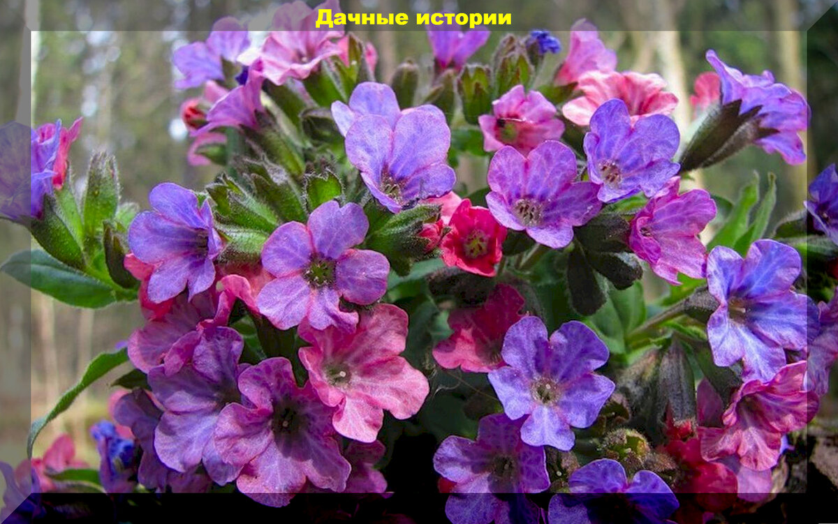 https://vk.com/photo-159774511_457256823. Медуница