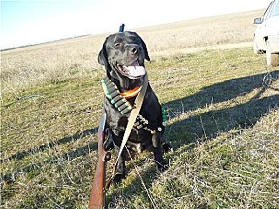    Фото из личного архива хозяина Сардели Дмитрия Фролова.