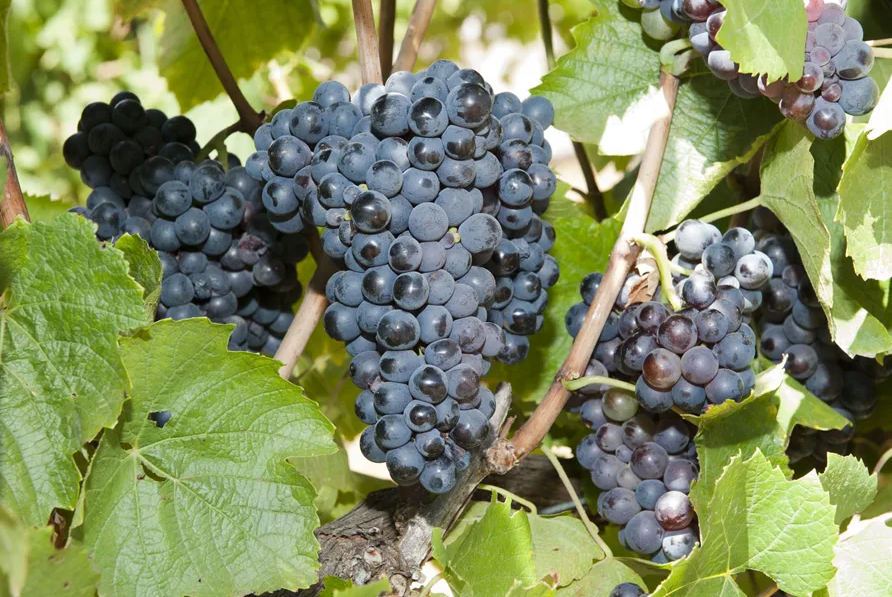 Грозди винограда сорта Гаме