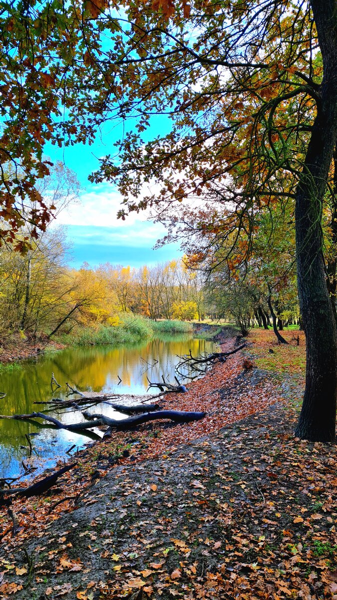 Старое русло реки Кумы (старица).