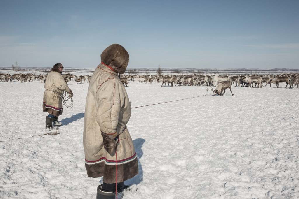 Жизнь и быт людей в зоне тундры. Оленеводы. Тундра и человек. Тундра и человек картинки.