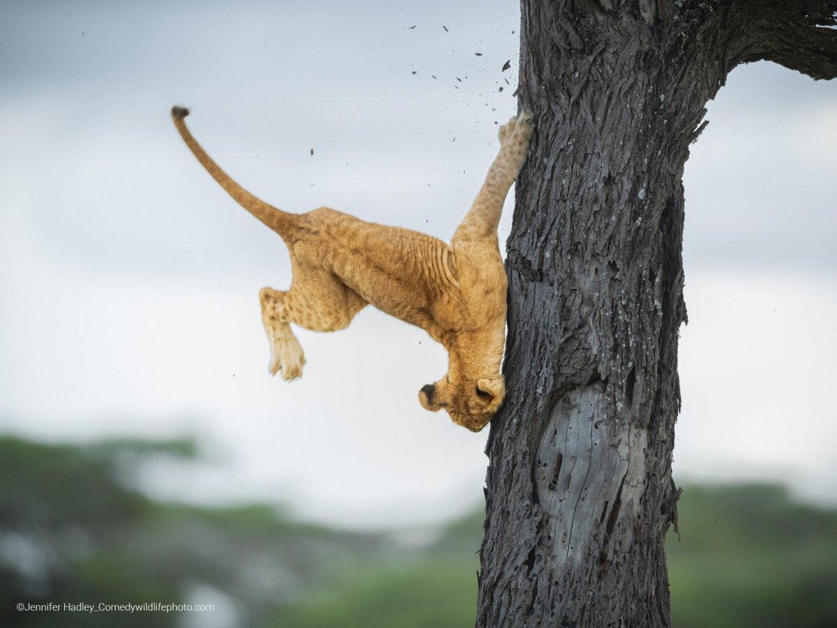   Jennifer Hadley / Comedy Wildlife Photography Awards