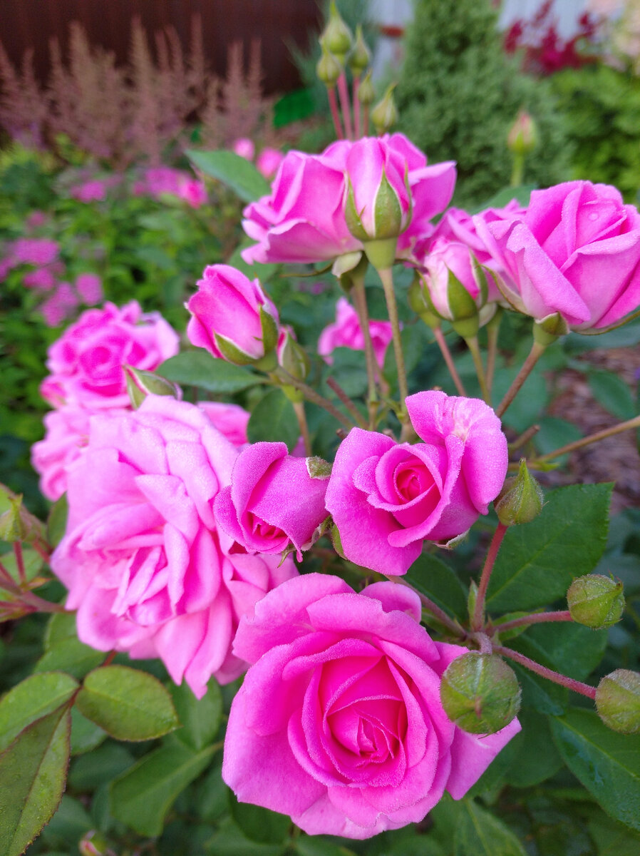 25 СОРТОВ МОЕЙ КОЛЛЕКЦИИ РОЗОВЫХ РОЗ🌹🌹🌹 | Цветочная Рапсодия | Дзен