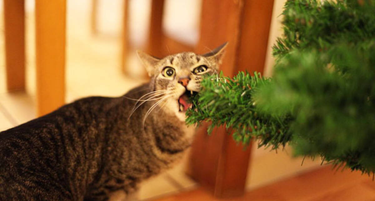 Фото из Интернета. 