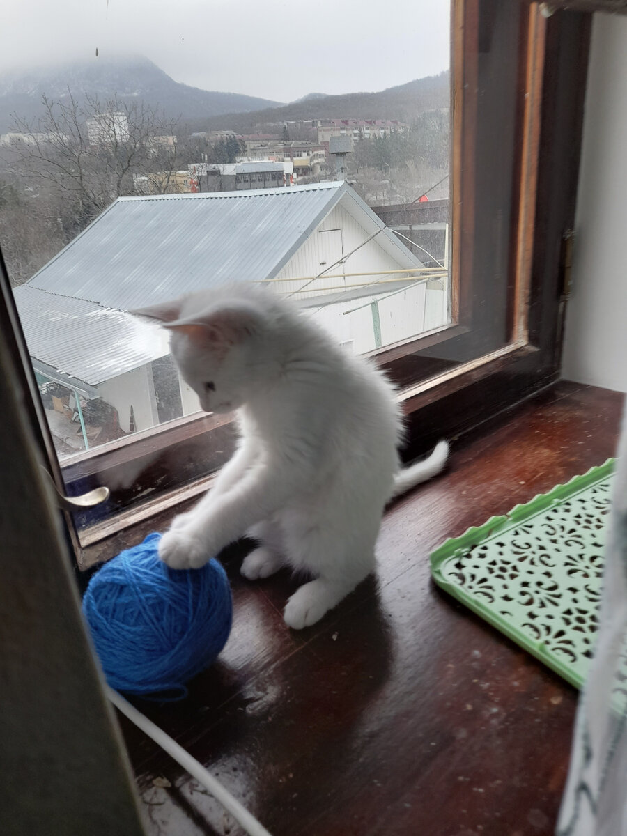 Почему Бусинка? А сегодня уже ровно месяц как она в нашем доме!