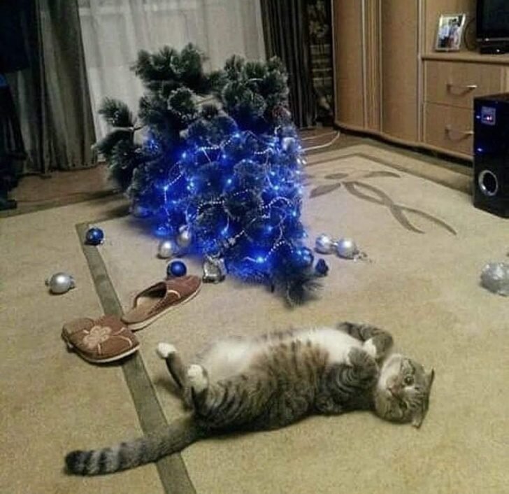 Мемы про новый год с кошками