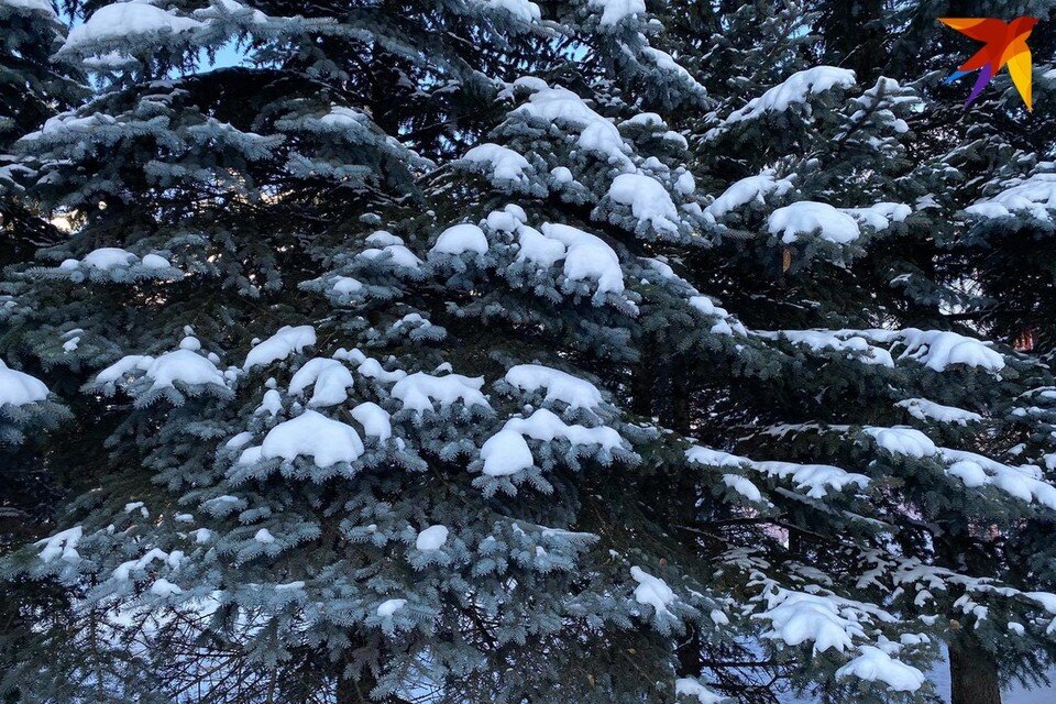     Гослесохрана усиливает контроль для недопущения незаконной вырубки елей и сосен. Снимок носит иллюстративный характер. Фото: архив «КП»