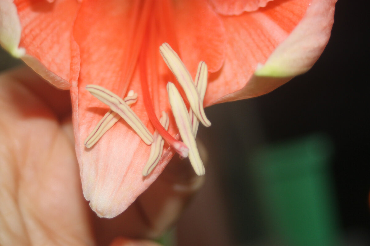 Несозревшие 