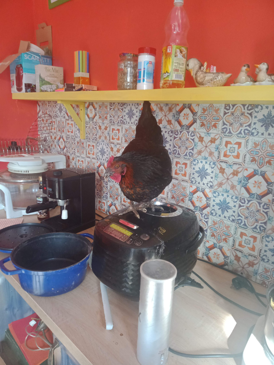 И для куриц это тоже был дом