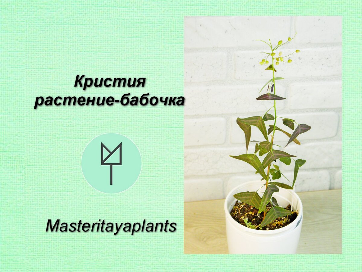 Фото и коллекция Masteritayaplants