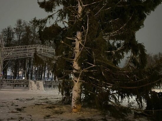     Ель, которую привезли на площадь Ленина 15 декабря. Фото: Андрей Яковлев, сообщество "Подслушано Великие Луки"