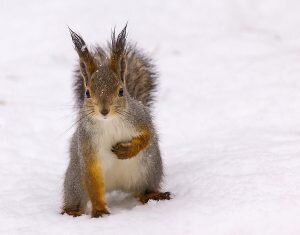    Фото: photocentra.ru Мария Скорина