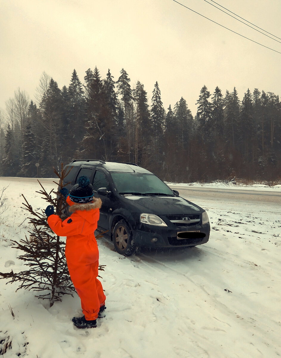 Фото автора. Рощинское лесничество, декабрь 2020