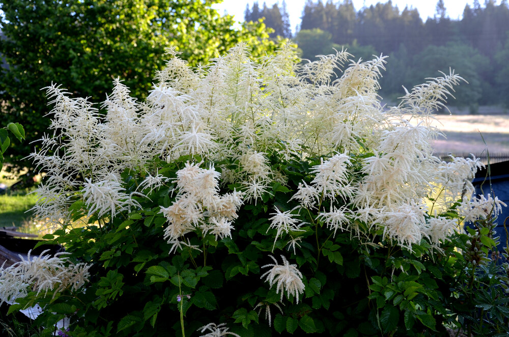 Goatsbeard Weed Killer - Lawn Dork ™