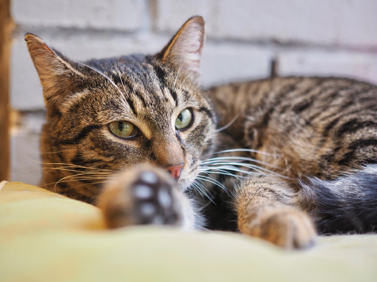 Кот или кошка – кого выбрать? 🐈 | КОТОБЮРО – КОТОКАФЕ, АНТИКАФЕ, КОВОРКИНГ  | Дзен