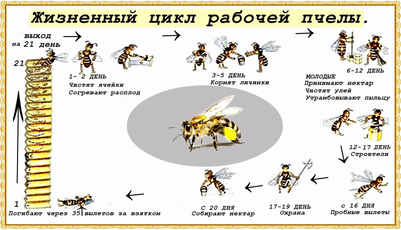 От яйца до выхода с расплода 21 день ..Считается что пчелиный корм самый продуктивный -личинка за сутки увеличивает рост\вес \ в 15 раз..После выхода с расплода, до 16 дней мы работаем подсобниками не покидая улей .На 16 день пробуем первые вылеты ,и только через 20 дней работая  в улье - становимся сильными и мудрыми мы летим собирать нектар .
