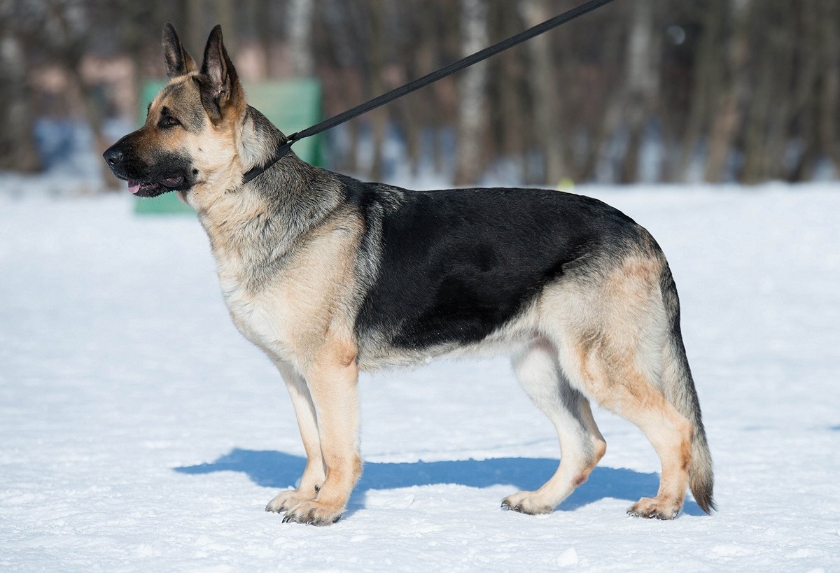 Восточноевропейская овчарка
