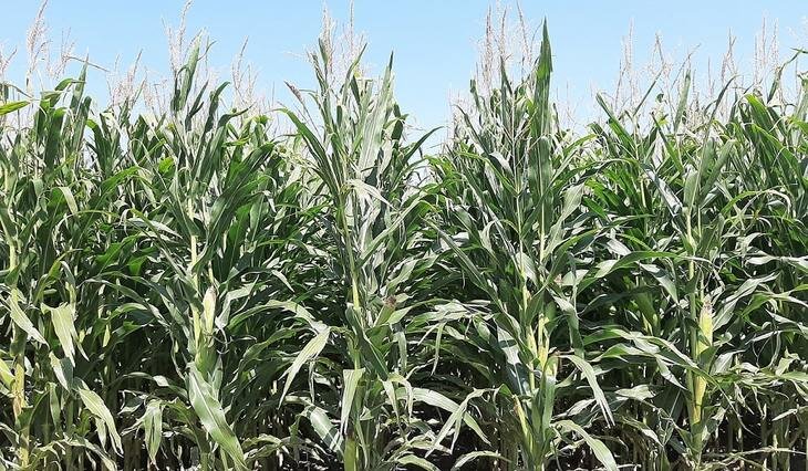    Как газон на чемпионате мира 2022 может принести победу кукурузе