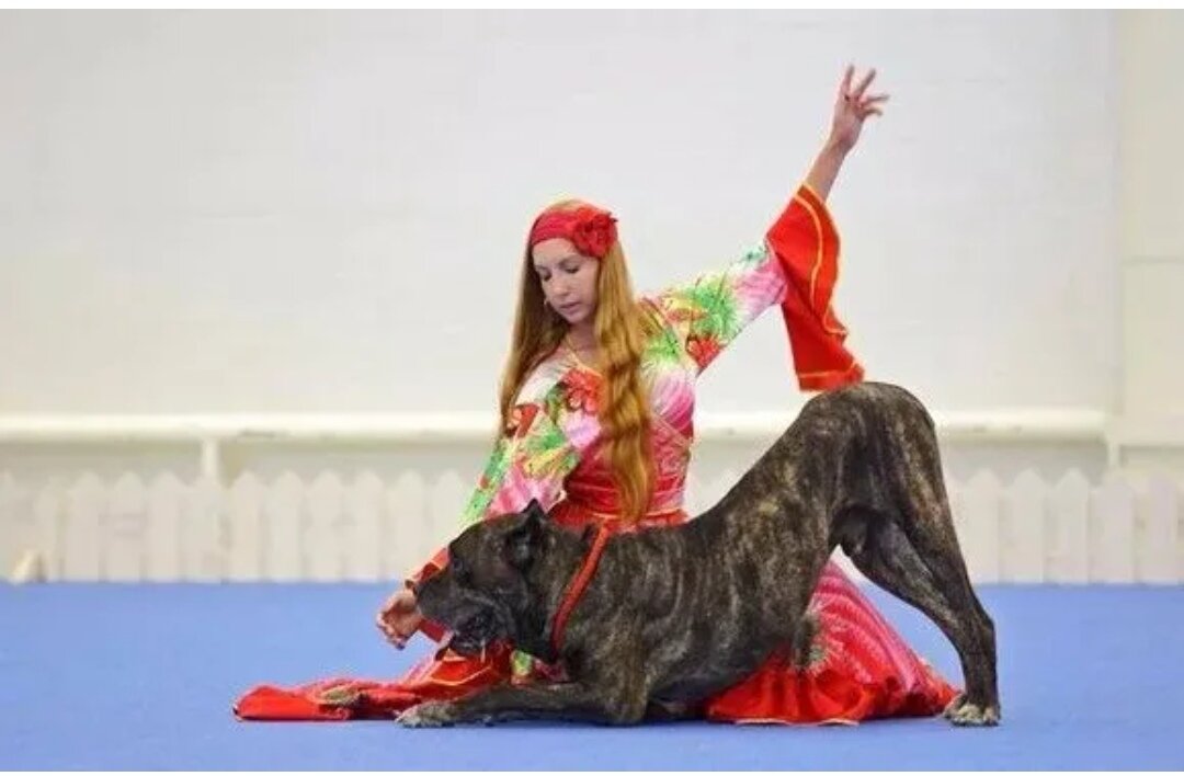 Игры будущего открытие танец собак. Фристайл с собакой. Танцы с собаками. Фристайл танцы с собаками. Фристайл спорт с собакой.
