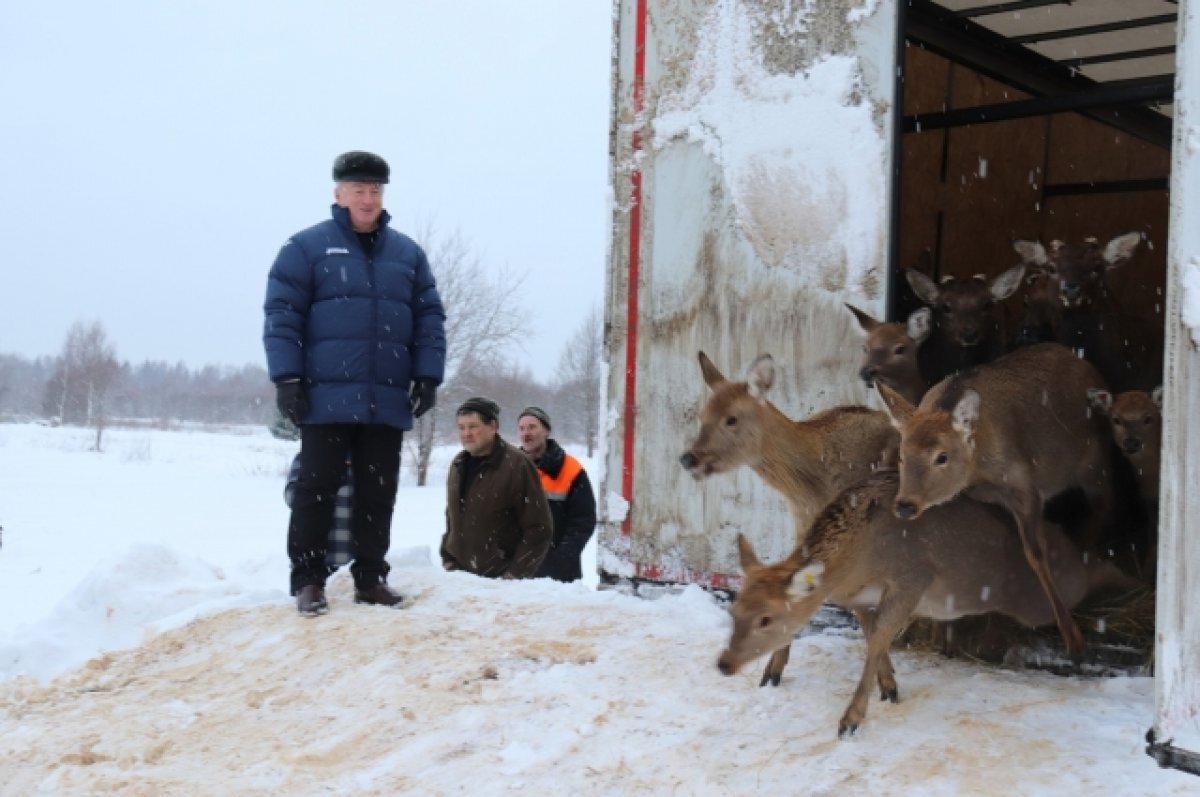    На Вологодчине осваиваются олени, переехавшие из Тульской области