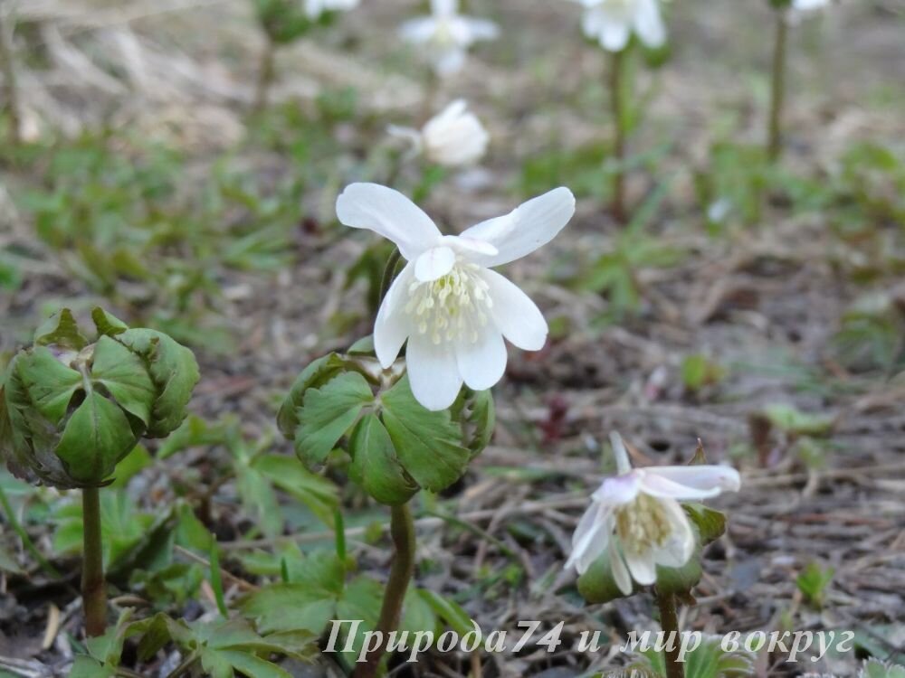 Очень нежный и ранимый цветок, но такой отважный!