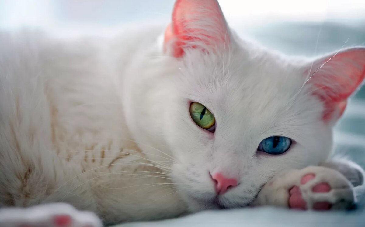 Изображение взято с сайта yandex.ru