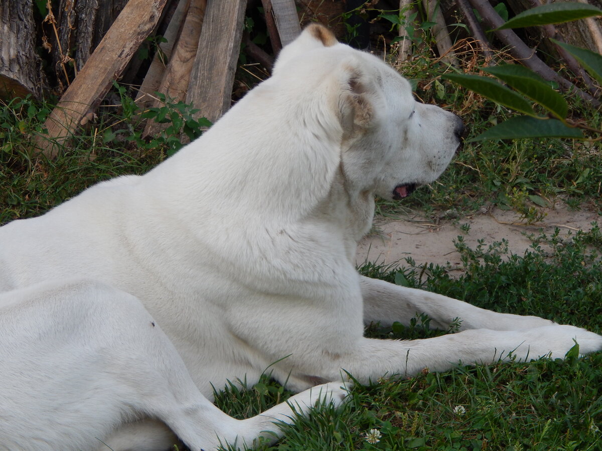 Первой породой Алабай была самка.