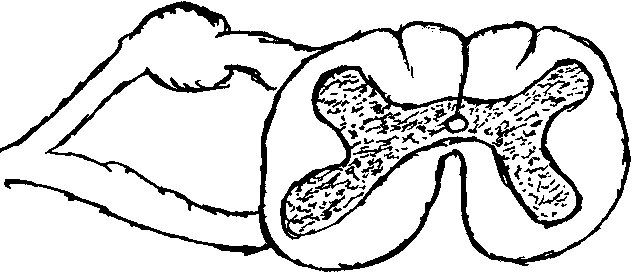 Поперечный разрез спинного мозга